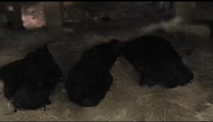 प्रयागराज में बड़ा हादसा: ट्रेन से कटकर पांच लोगों की दर्दनाक मौत